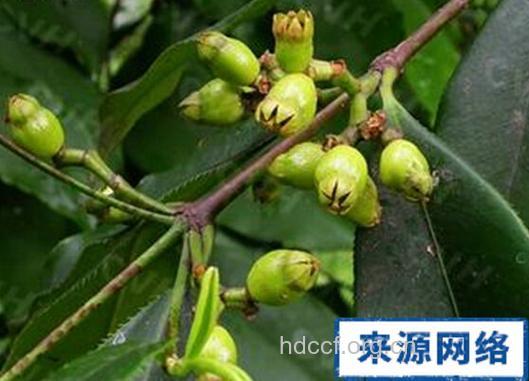 锯齿王的功效与作用
