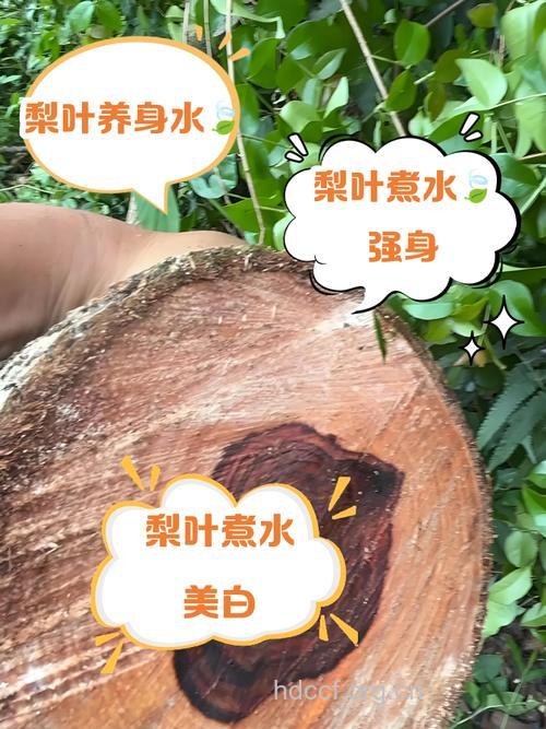 梨叶的功效与作用
