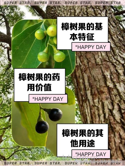 樟树果的功效与作用