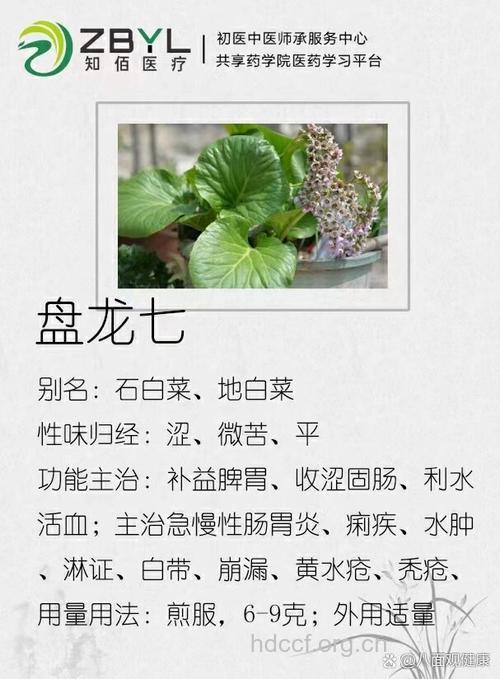 盘龙七的功效与作用