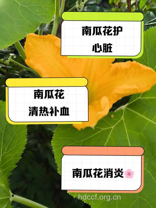 南瓜花的功效与作用
