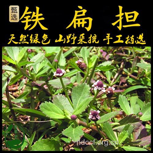 蓬莱草的功效与作用