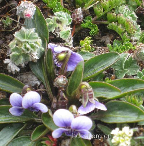 天山堇菜的功效与作用