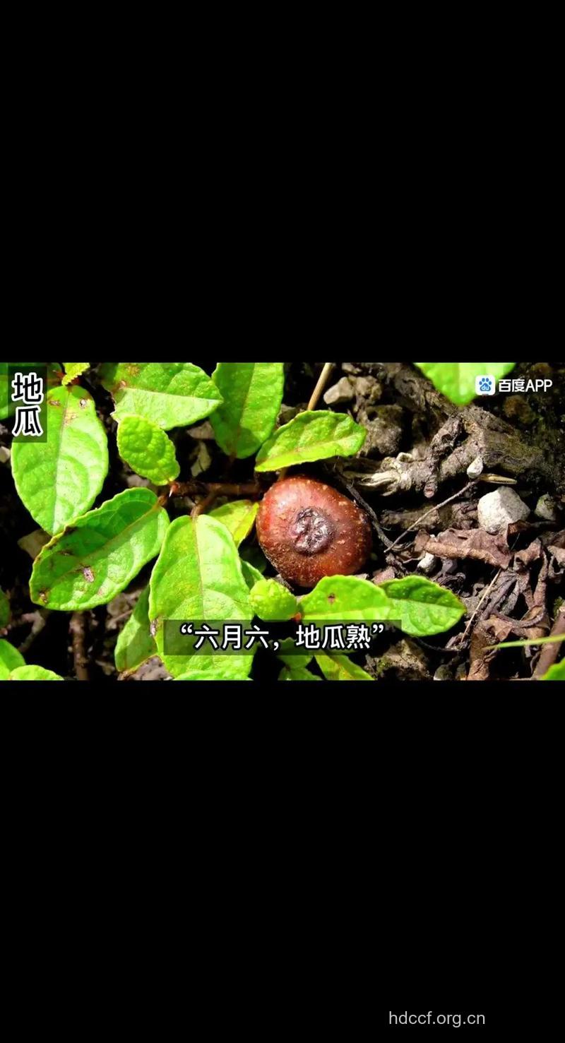 六月瓜的功效与作用