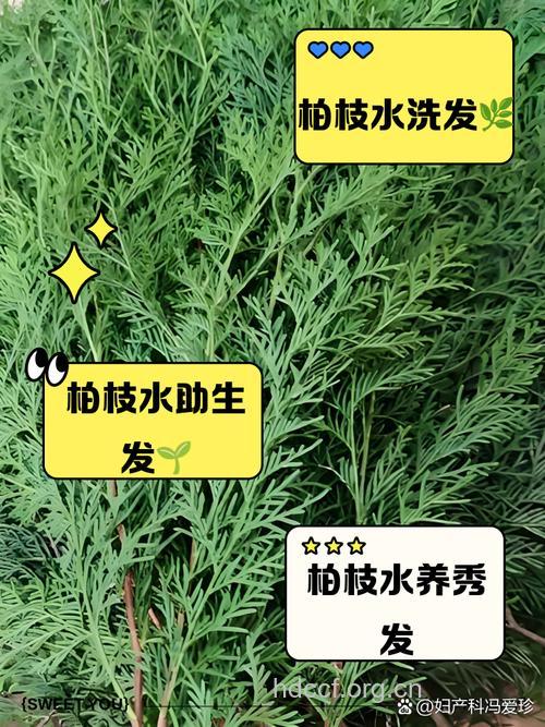 水柏枝的功效与作用