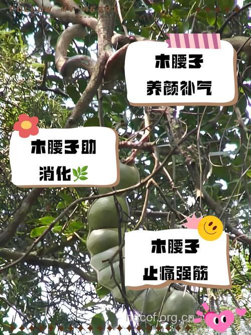 树腰子的功效与作用