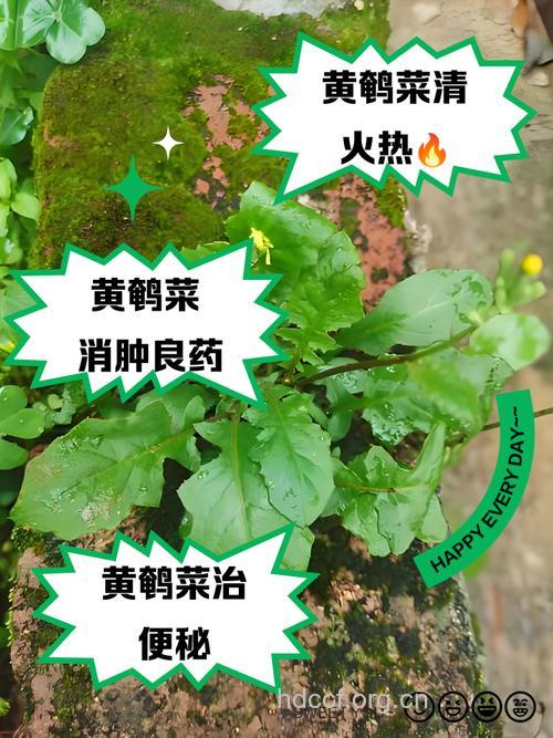 碱黄鹌菜的功效与作用