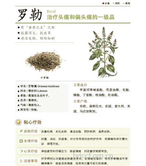 罗勒的功效与作用