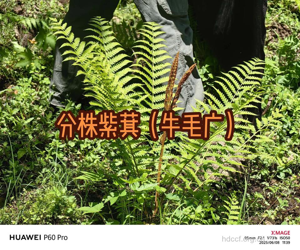 紫萁苗的功效与作用