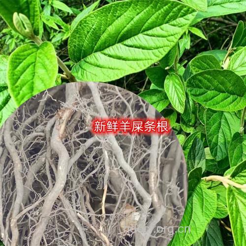 羊屎条根的功效与作用