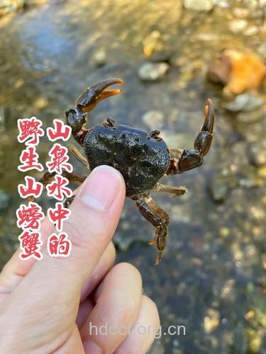 锯齿溪蟹的功效与作用