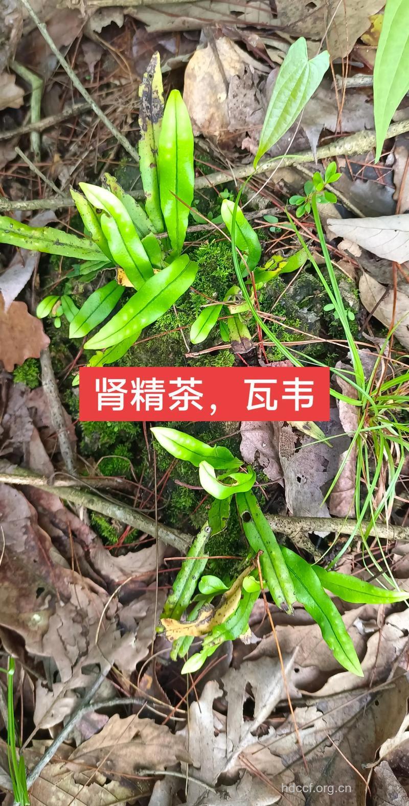 粤瓦韦的功效与作用