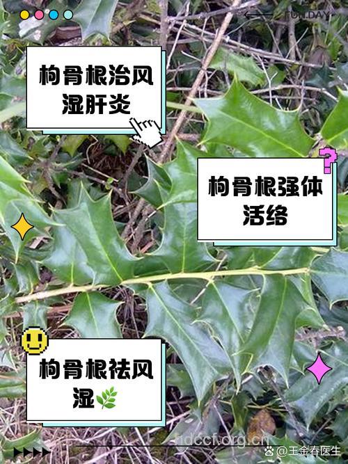 枸骨根的功效与作用
