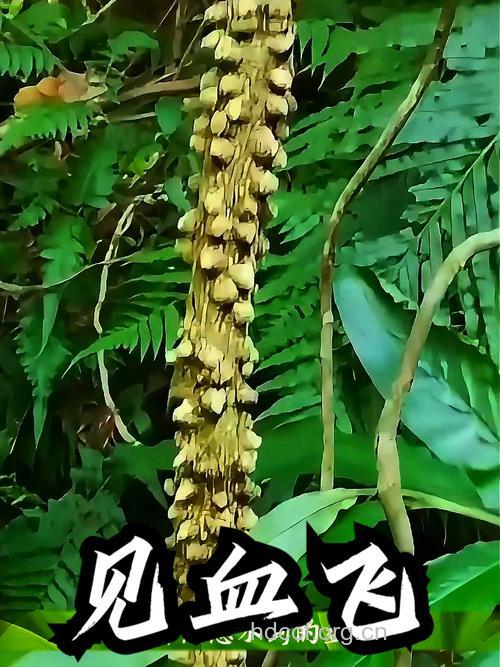 散血飞的功效与作用