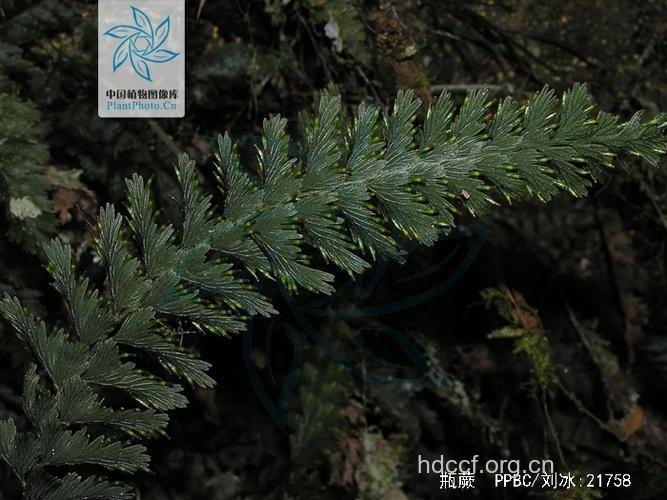 瓶蕨的功效与作用