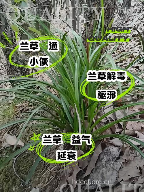 兰草的功效与作用