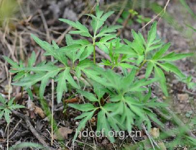 裂叶堇菜的功效与作用