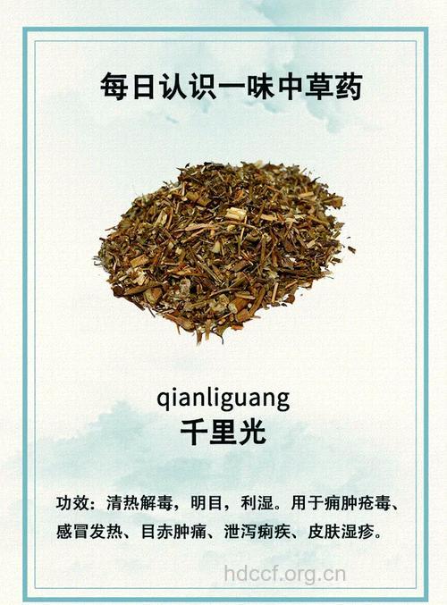 闽粤千里光的组成及作用