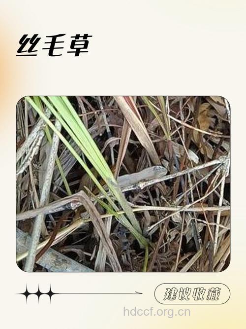 丝毛毛毡草的功效与作用