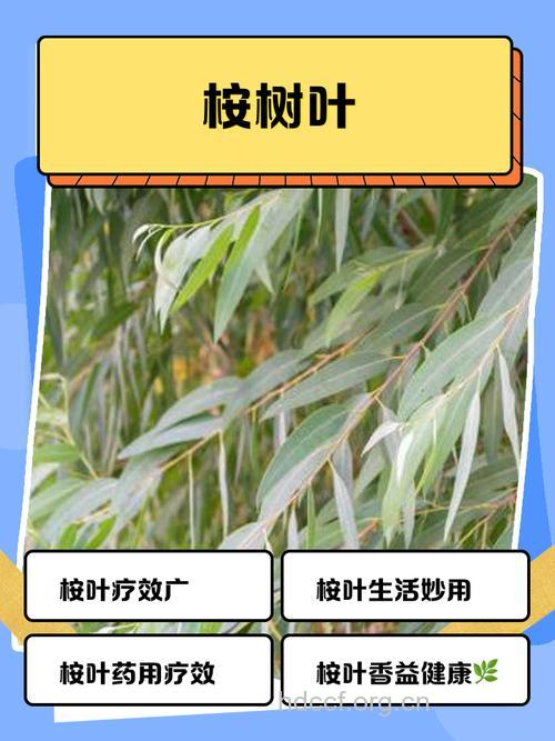 细叶桉的功效与作用