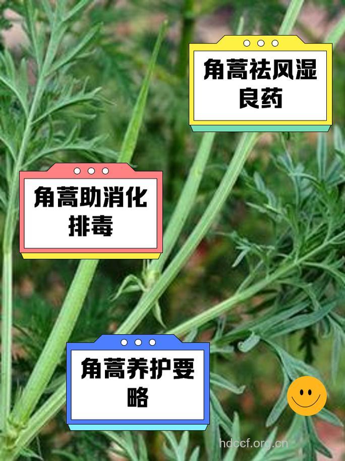 角蒿的功效与作用
