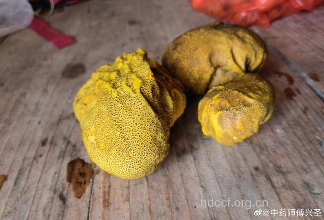 硬皮马勃的功效与作用