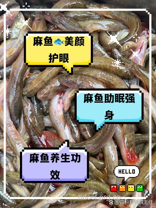 麻鱼骨的功效与作用