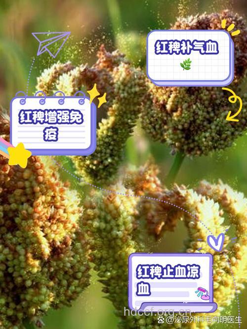 山红稗的功效与作用