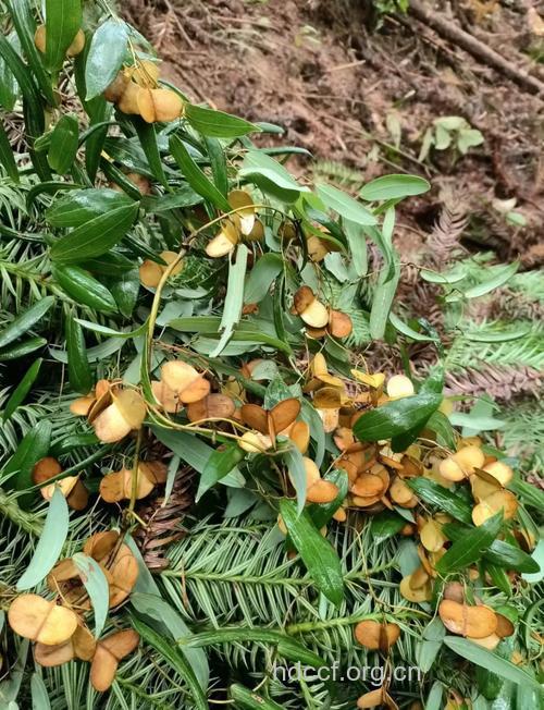 云南风车子的功效与作用