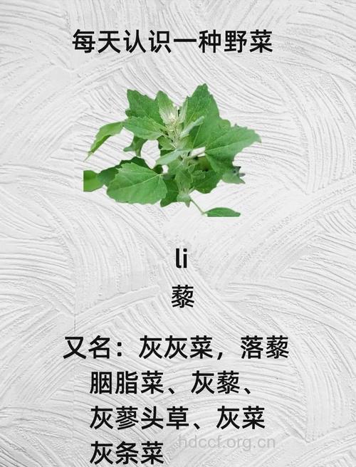 藜的功效与作用