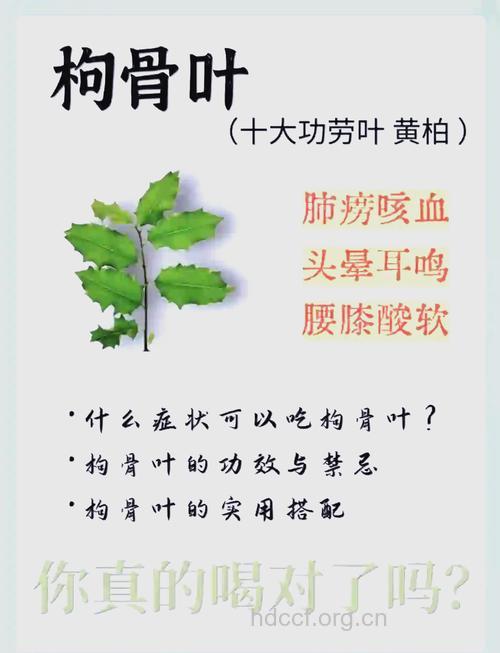 十大功劳叶的功效与作用