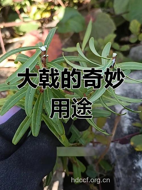 细叶大戟的功效与作用