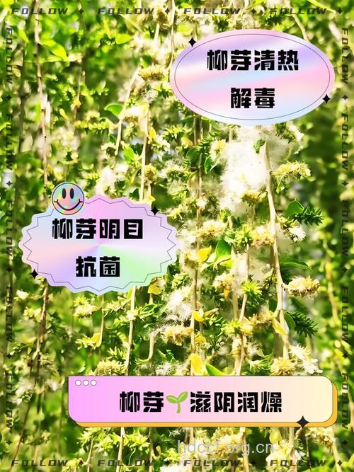柳絮的功效与作用