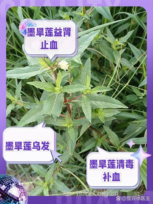 墨的功效与作用