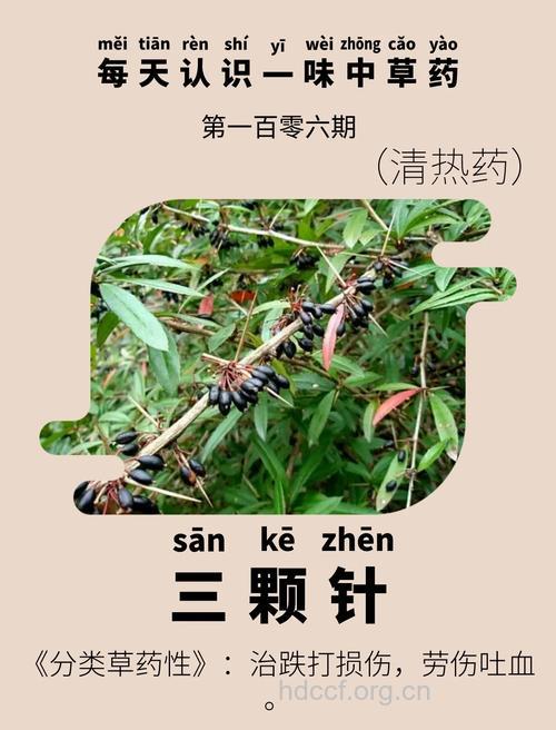 小三棵针的功效与作用