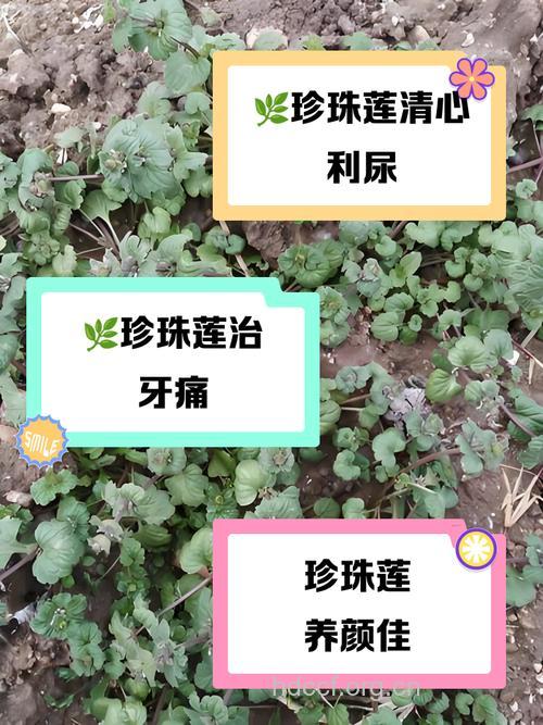 珍珠莲根的功效与作用