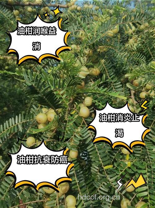 油柑根的功效与作用