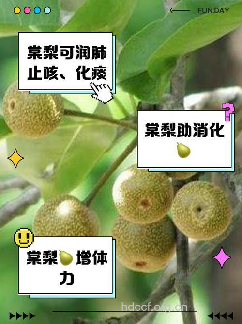 棠梨枝叶的功效与作用