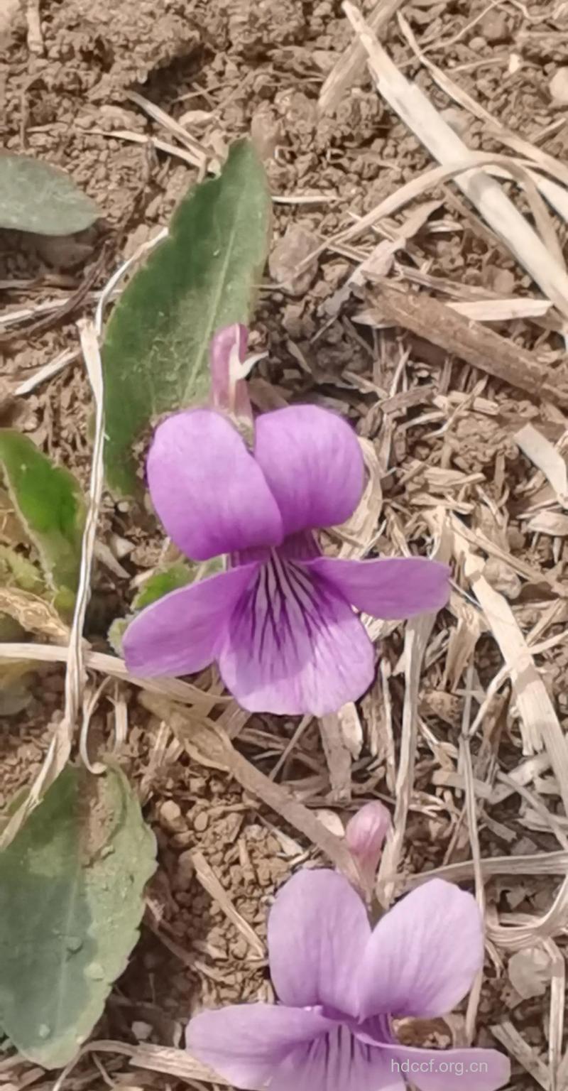 新疆香堇的功效与作用