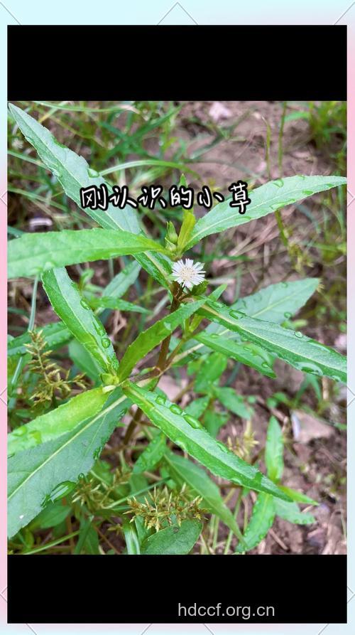 鱼肠草的功效与作用