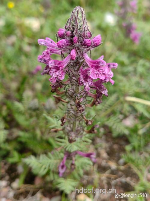 轮叶马先蒿的功效与作用