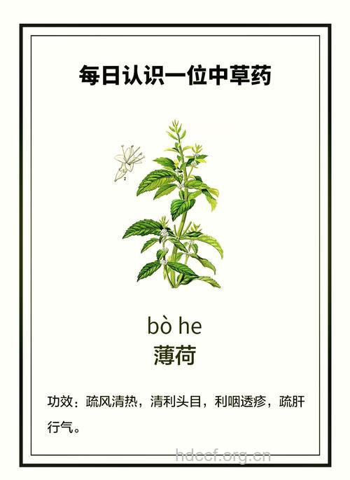 鱼香根的功效与作用