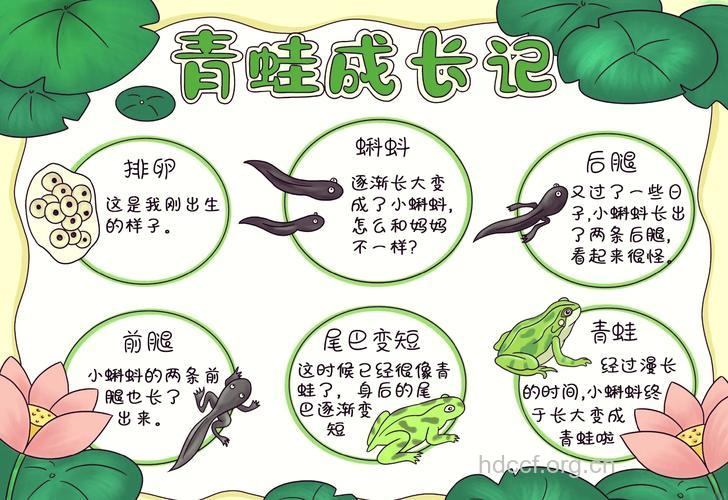 蝌蚪的功效与作用