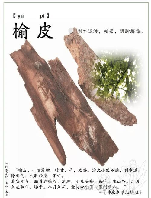 榆皮涎的功效与作用