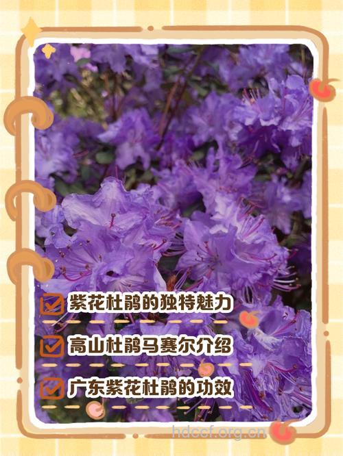 紫杜鹃的功效与作用
