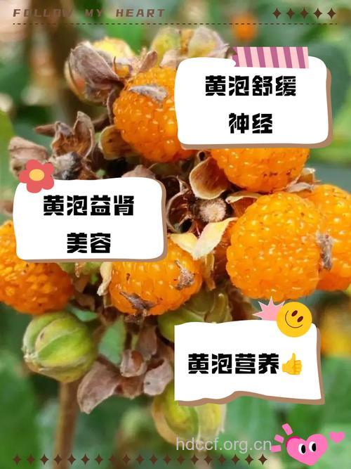 小黄泡的功效与作用