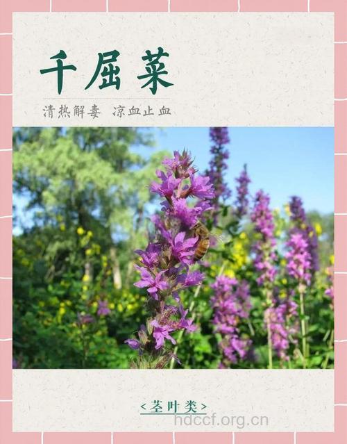 千解草的功效与作用