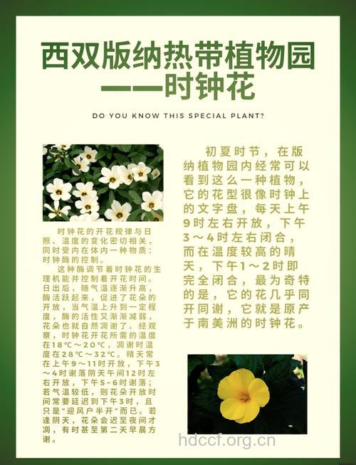 钟花草的功效与作用