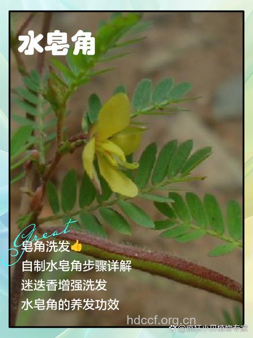 水皂角的功效与作用
