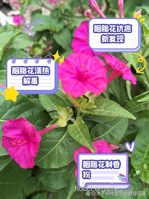 胭脂花的功效与作用